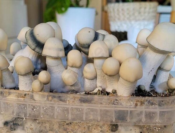 albino penis envy grow kits