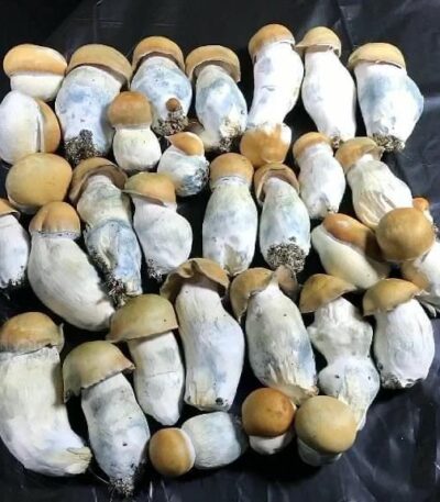 Penis Envy Mushrooms for sale