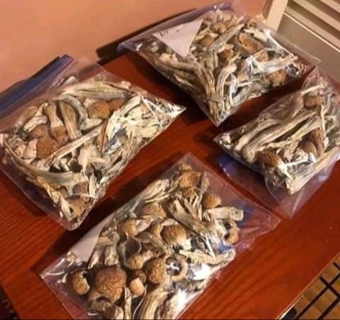 Psilocybe Azurescens mushrooms