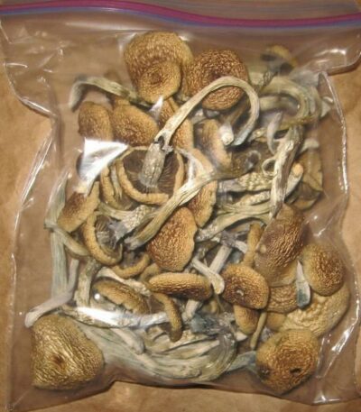 blue oyster mushroom growing kit