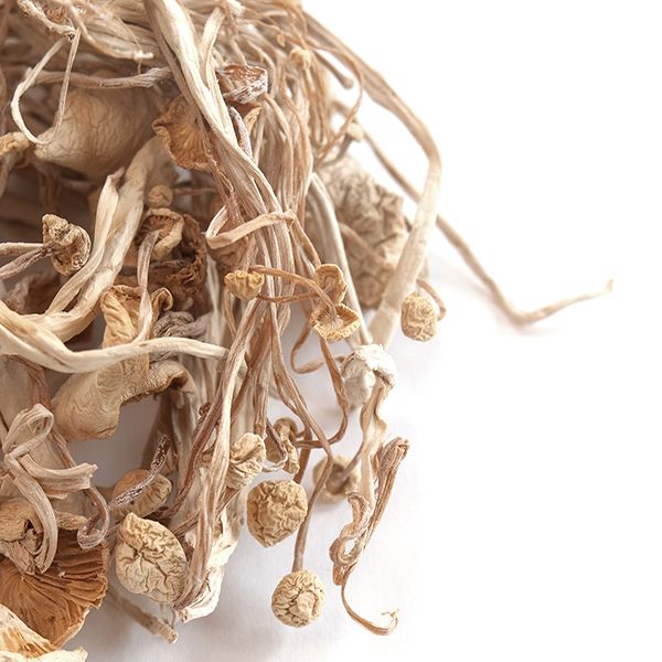 where to buy enoki mushrooms where to buy enoki mushrooms