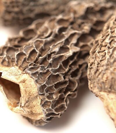Morel Mushrooms