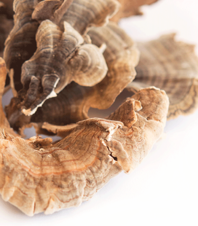where to buy turkey tail mushroom​