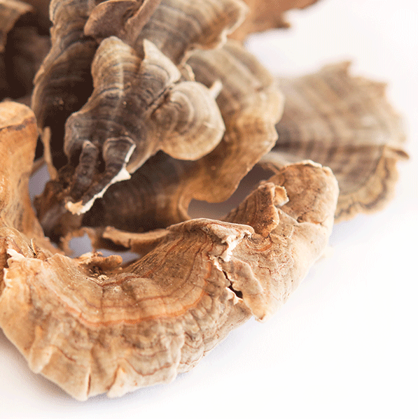 where to buy turkey tail mushroom where to buy turkey tail mushroom