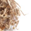 Enoki Mushrooms Near Me - Buy Mushrooms Online Canada